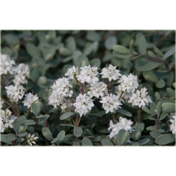 krzewy Hebe pinguifolia Pagei K108