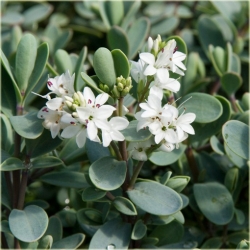 krzewy Hebe pinguifolia Pagei K108