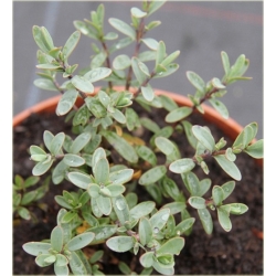 krzewy Hebe pinguifolia Pagei K108