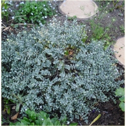 krzewy Hebe pinguifolia Pagei K108