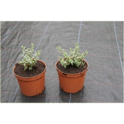 krzewy Hebe pinguifolia Pagei K108