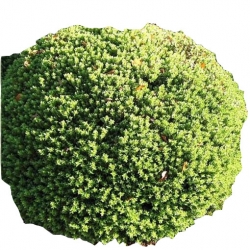 krzewy Hebe rakaiensis K109