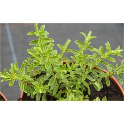 krzewy Hebe rakaiensis K109