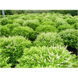 krzewy Hebe rakaiensis K109