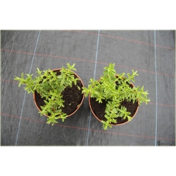 krzewy Hebe rakaiensis K109