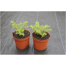 krzewy Hebe rakaiensis K109