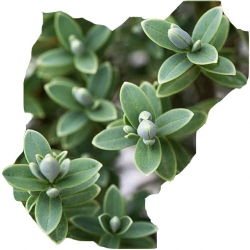 krzewy Hebe Sutherlandii K107