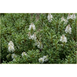 krzewy Hebe Sutherlandii K107