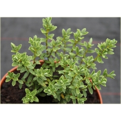 krzewy Hebe Sutherlandii K107