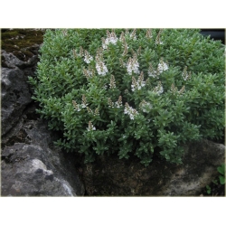 krzewy Hebe Sutherlandii K107