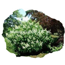 krzewy Hortensja bukiet Pink Diamond K9