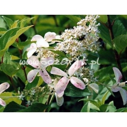 krzewy Hortensja bukiet Pink Diamond K9
