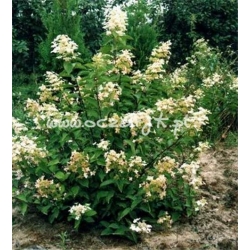 krzewy Hortensja bukiet Pink Diamond K9