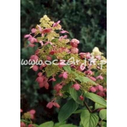 krzewy Hortensja bukiet Pink Diamond K9