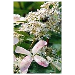 krzewy Hortensja bukiet Pink Diamond K9