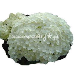 krzewy Hortensja Anabelle K11