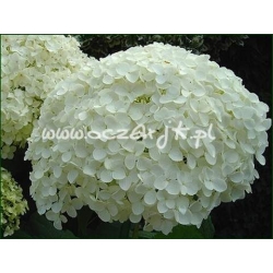 krzewy Hortensja Anabelle K11
