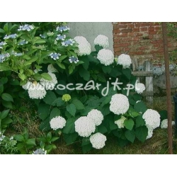 krzewy Hortensja Anabelle K11