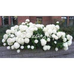 krzewy Hortensja Anabelle K11