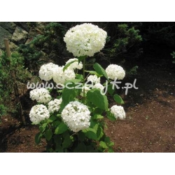 krzewy Hortensja Anabelle K11