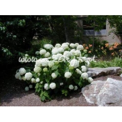 krzewy Hortensja Anabelle K11