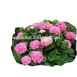 krzewy Hortensja ogrodowa K71