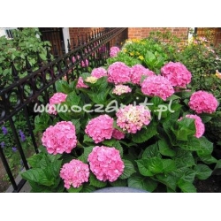 krzewy Hortensja ogrodowa K71