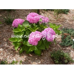 krzewy Hortensja ogrodowa K71