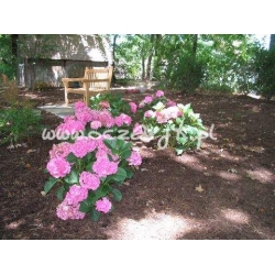 krzewy Hortensja ogrodowa K71