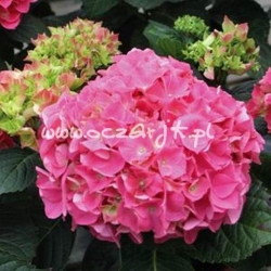 krzewy Hortensja ogrodowa K71