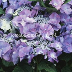 krzewy Hortensja Blaumeise K12