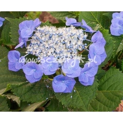 krzewy Hortensja Blaumeise K12