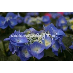 krzewy Hortensja Blaumeise K12