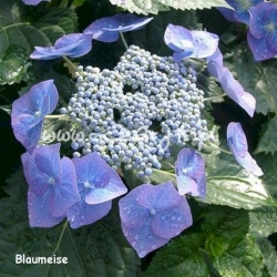 krzewy Hortensja Blaumeise K12