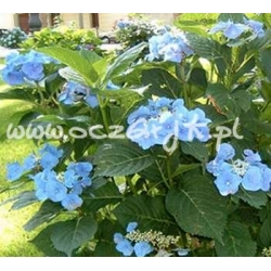 krzewy Hortensja Blaumeise K12