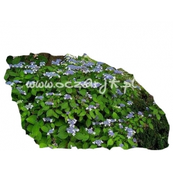 krzewy Hortensja Bluebird K14