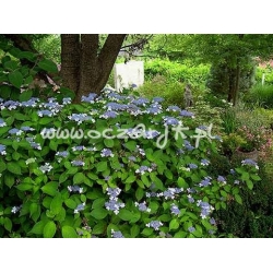krzewy Hortensja Bluebird K14