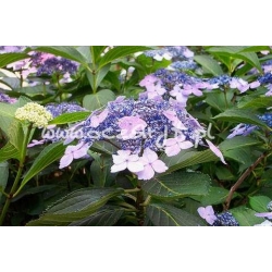 krzewy Hortensja Bluebird K14