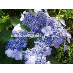 krzewy Hortensja Bluebird K14