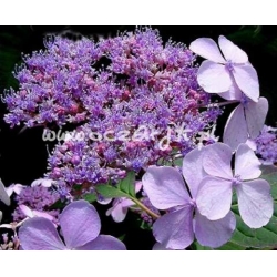 krzewy Hortensja Bluebird K14