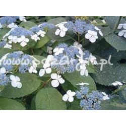 krzewy Hortensja Bluebird K14