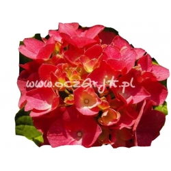 krzewy Hortensja Bouquet Rose K13