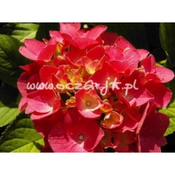 krzewy Hortensja Bouquet Rose K13