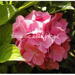 krzewy Hortensja Bouquet Rose K13