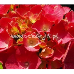 krzewy Hortensja Bouquet Rose K13