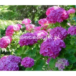 krzewy Hortensja Bouquet Rose K13