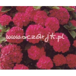 krzewy Hortensja Bouquet Rose K13