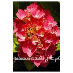 krzewy Hortensja Bouquet Rose K13