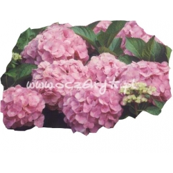 krzewy Hortensja Deutschland K15