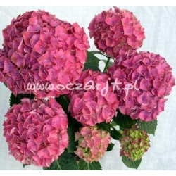 krzewy Hortensja Deutschland K15